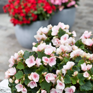 Betulia, Betulia Begonia, Ø12,5 cm potte