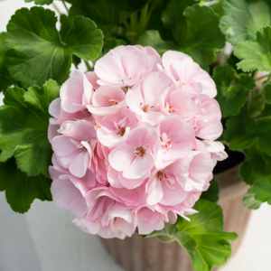 Dr. Ingrid af Gråsten, Pelargonium zonale hybrid, Ø12 cm potte
