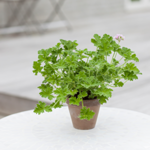 Duft Pelargonie, Pelargonium Graveolens, Ø12 cm potte