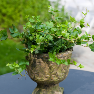 Efeu, Hedera hibernica 'Hestor', 1 liter potte