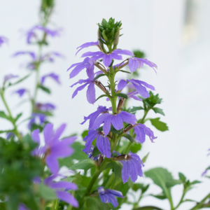 Fjerblomst, assorterede sorter, Scaevola aemula, Ø12 cm potte