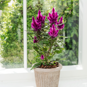 Fjerdusk, Celosia Deep Purple, Ø12 cm potte