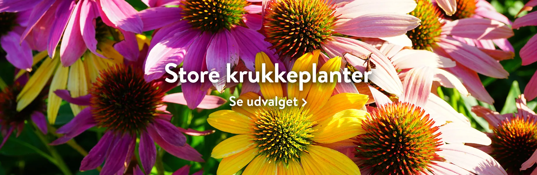 Se vores udvalg af store krukkeplanter