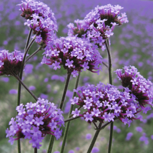 Kæmpe verbena, Verbena bonariensis, 4 liter potte