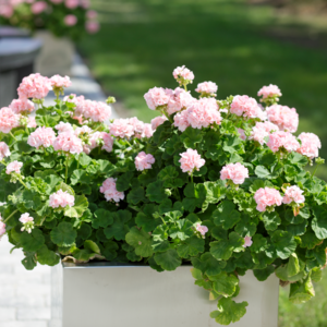 Krukke Dronning Ingrid, Pelargonium zonale hybrid, Ø21 cm potte