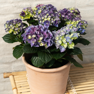 Krukkehortensia, blå, Hydrangea macrophylla, Ø21 cm potte