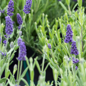Lavendel, Lavandula angustifolia 'Elvira Blue', 1 liter potte