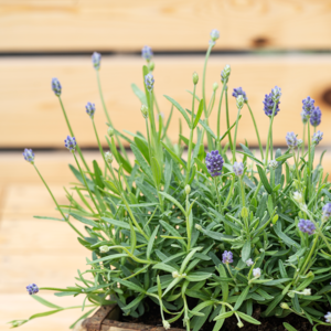 Lavendel, Lavandula angustifolia 'Hidcote Blue', 1 liter potte