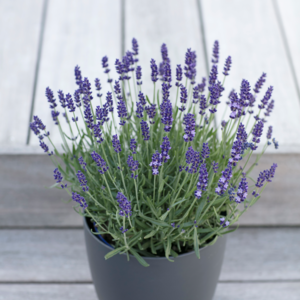 Lavendel, Lavandula angustifolia 'Hidcote Blue', 14 cm potte