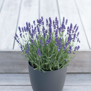 Lavendel, Lavandula angustifolia 'Hidcote Blue', 19 cm potte