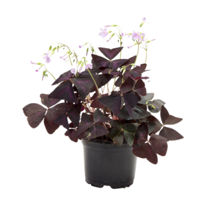 Lykkekløver, Oxalis Triangularis, Ø10,5 cm potte