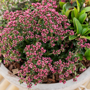 Rød tykblad, Crassula Schmidtii, Ø10,5 cm potte
