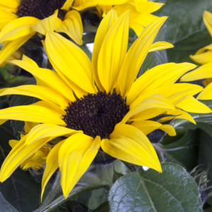Solsikke, Helianthus annuus 'Sunsation', Ø13 cm potte, H30 cm