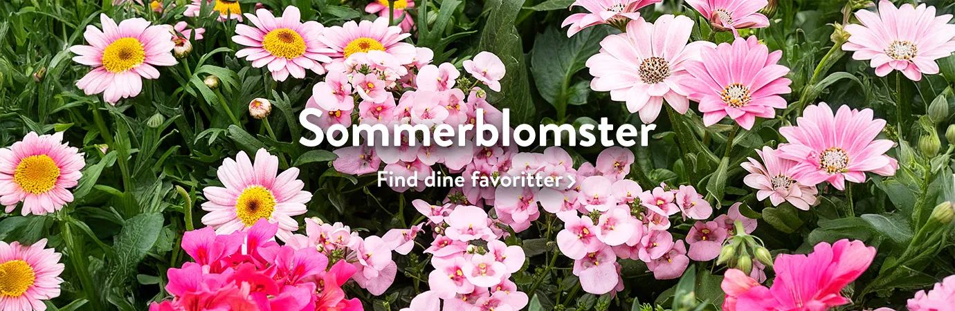 Sommerblomster til sommeren