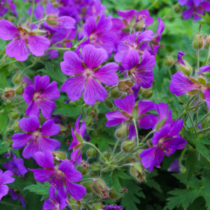 Storkenæb, Geranium- hybrid, Ø21 cm potte
